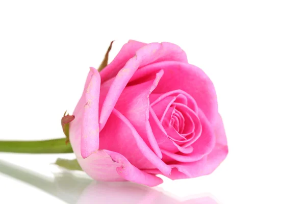 Rosa rosa no fundo branco — Fotografia de Stock