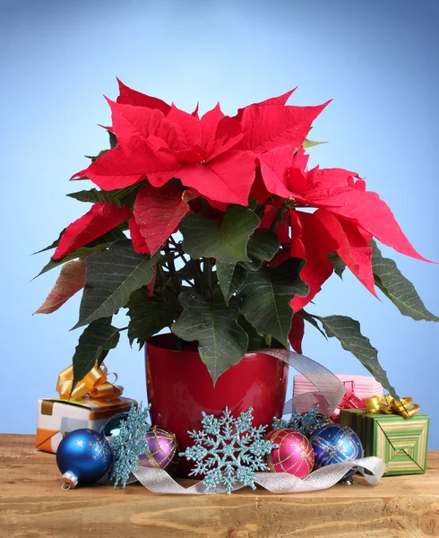 Beautiful poinsettia with christmas balls and presents on wooden table on b — Stock Photo, Image