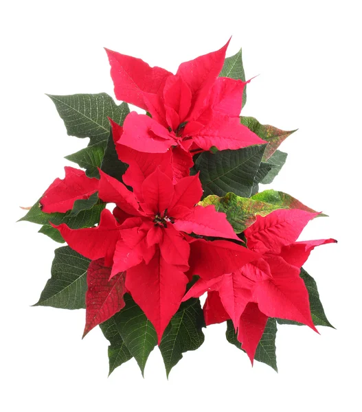 stock image Beautiful poinsettia isolated on white