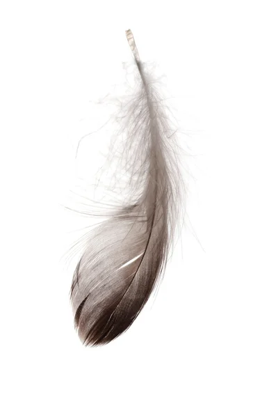 흰색 절연 단일 솜 털 깃털 — 스톡 사진