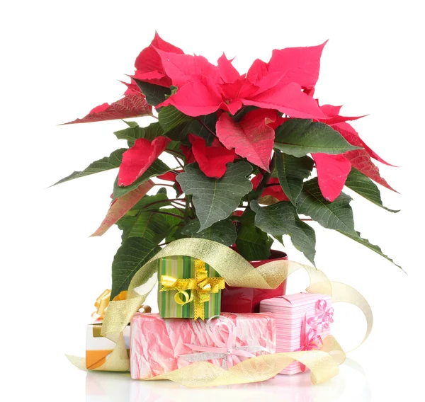 Beyaz izole farklı hediyeler ile güzel yılbaşı çiçeği — Stok fotoğraf