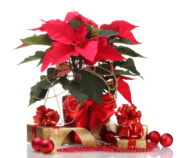 Красивая пуансеттия в цветочный горшок, новогодние шары и подарки изолированы — стоковое фото