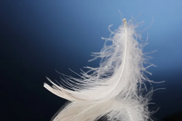 Beautiful feather on blue background — Stock Photo, Image