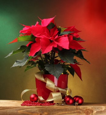 Beautiful poinsettia in flowerpot, gifts and Christmas balls on wooden tabl clipart