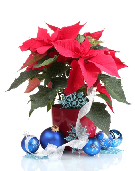 Hermosa poinsettia con bolas de Navidad aisladas en blanco — Foto de Stock