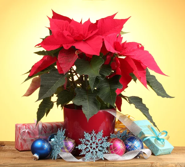 Beautiful poinsettia with christmas balls and presents on wooden table on y — Stock Photo, Image