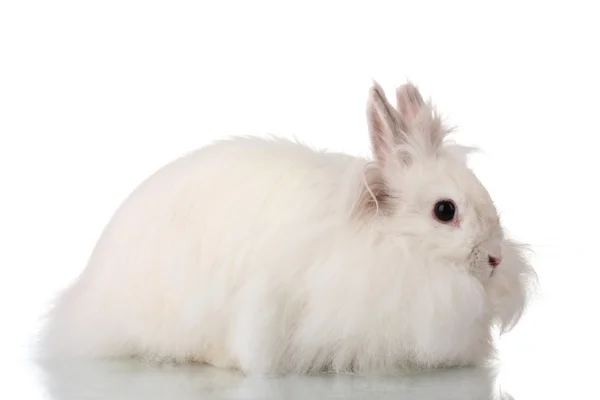 Conejo blanco esponjoso aislado en blanco — Foto de Stock