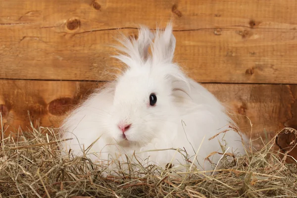 Пушистый белый кролик в стоге сена на деревянном фоне — стоковое фото