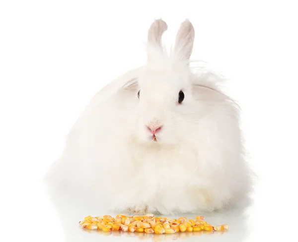 Mısır üzerinde beyaz izole kabarık beyaz tavşan — Stok fotoğraf