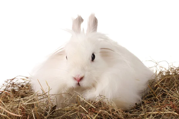 白で隔離される haystack の中でふわふわの白いウサギ — ストック写真