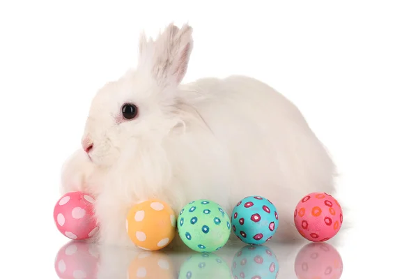 Пушистый белый кролик с яйцами, изолированными на белом — стоковое фото