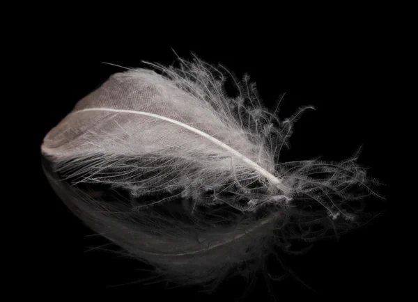 黒の背景に美しい羽 — ストック写真