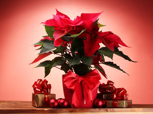 Beautiful poinsettia in flowerpot, and Christmas balls and gifts on wooden — Stock Photo, Image