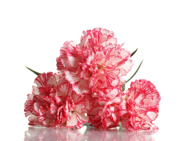 Hermosos claveles aislados en blanco —  Fotos de Stock