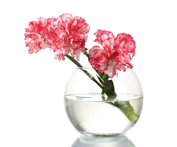 Красивые гвоздики прозрачная ваза изолированы на белом — стоковое фото