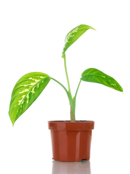 Belle Dieffenbachia en pot isolé sur blanc — Photo