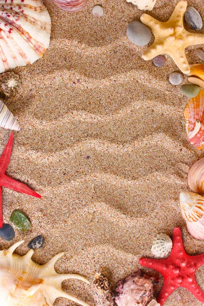 Plaża z dużą ilością muszelek i rozgwiazdy — Zdjęcie stockowe