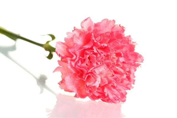 Clavel rosa aislado en blanco —  Fotos de Stock