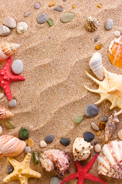 Beach with a lot of seashells and starfish — стоковое фото