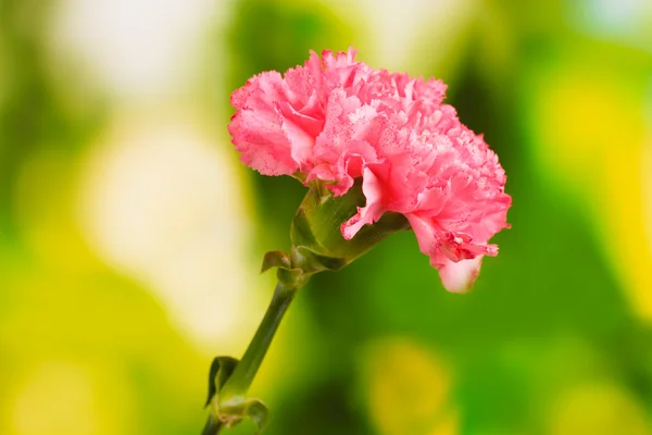 Růžový karafiát na zelené — Stock fotografie