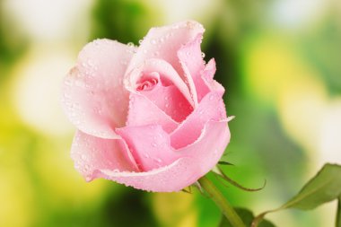 Yeşil arka planda pembe gül