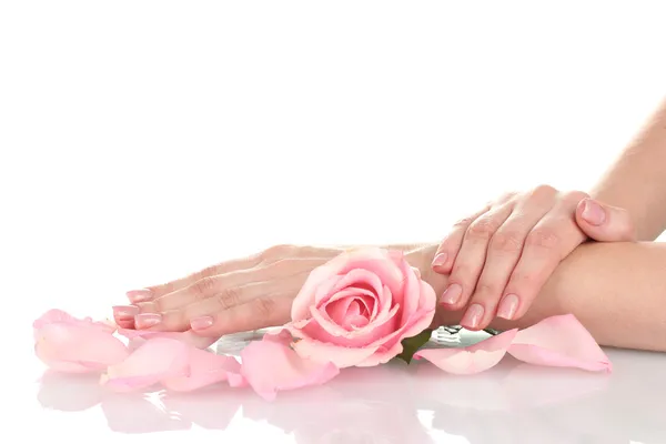 用手在白色背景上的粉红玫瑰 — 图库照片