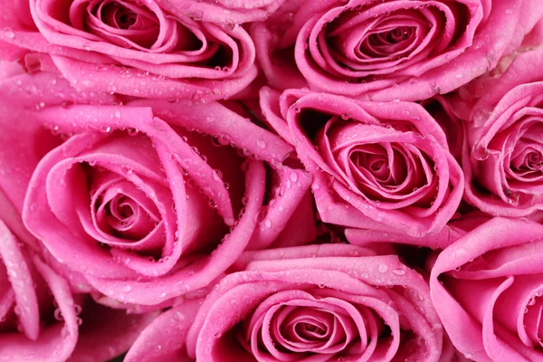 Many pink roses with water droplets closeup — Stock Photo, Image