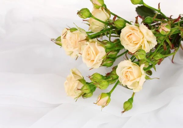 Νάνες τριανταφυλλιές σε ένα άσπρο ύφασμα που απομονώνονται σε λευκό — Φωτογραφία Αρχείου