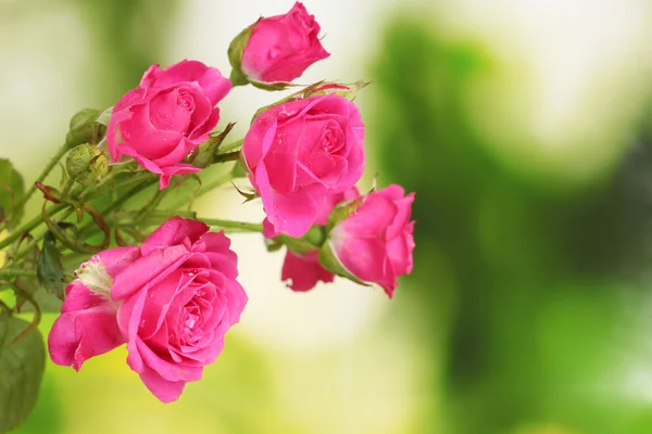 Маленькие розовые розы на зеленом — стоковое фото
