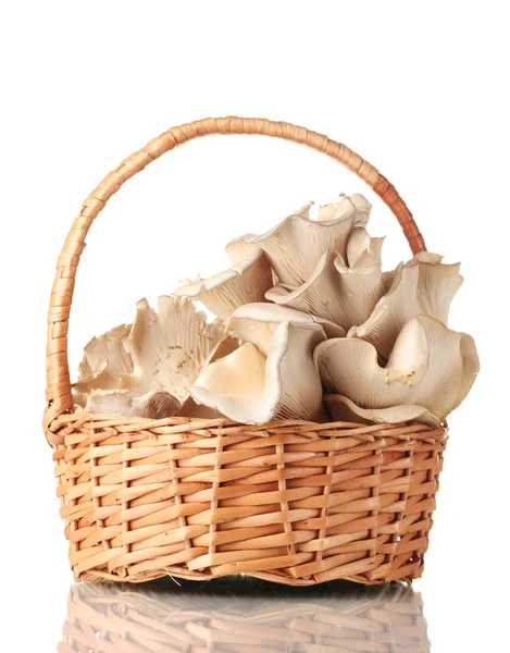 牡蛎蘑菇在篮子上白色隔离 — 图库照片