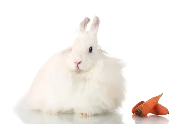 Coelho branco fofo com cenoura isolada em branco — Fotografia de Stock