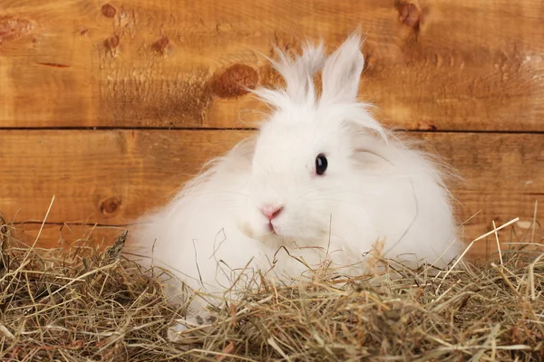 Пухнастий білий кролик у стосі сіна на дерев'яному фоні — стокове фото
