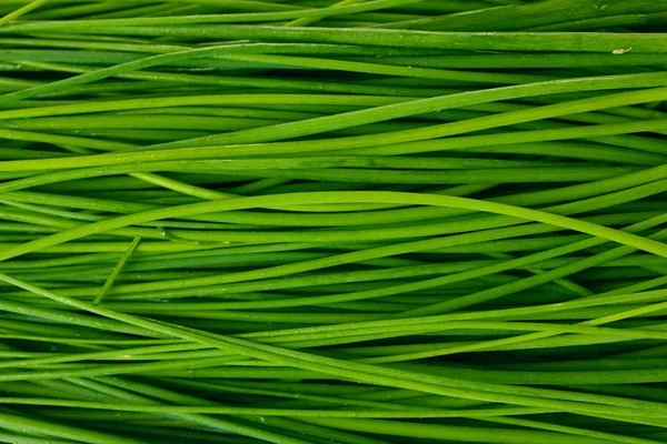 Bela cebola verde cebolinha closeup — Fotografia de Stock