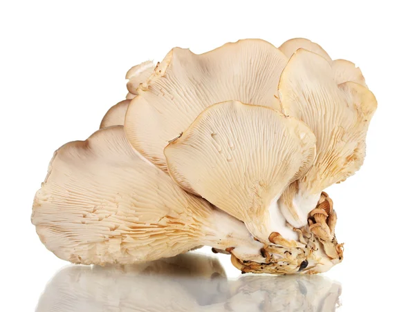 Oyster mushrooms isolated on white — Stock Photo, Image