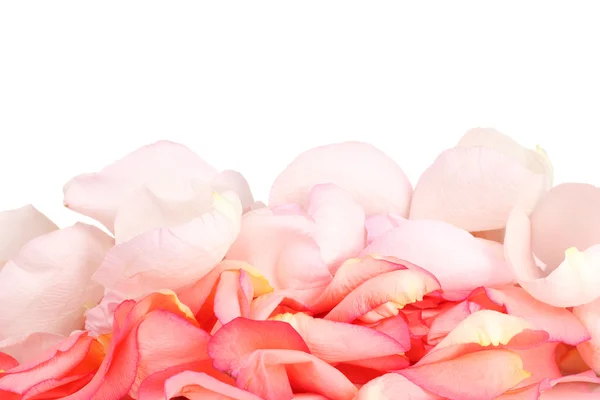 Belas pétalas de rosa rosa isoladas no branco — Fotografia de Stock