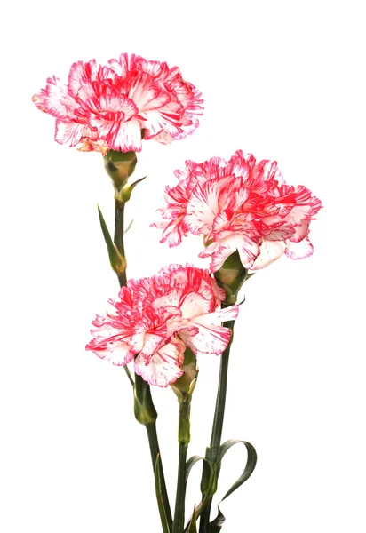 Beautiful carnations isolated on white — Stock Photo, Image