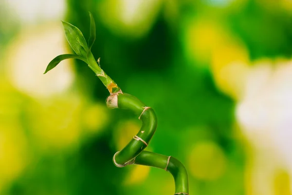 绿色背景白色上隔绝的美丽竹 — 图库照片