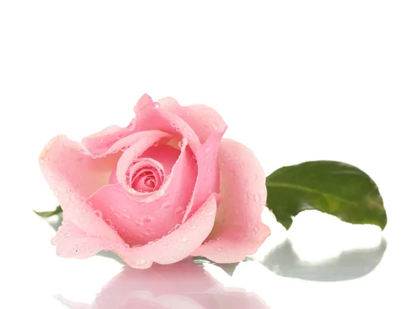 Pink rose isolated on white Stock Image