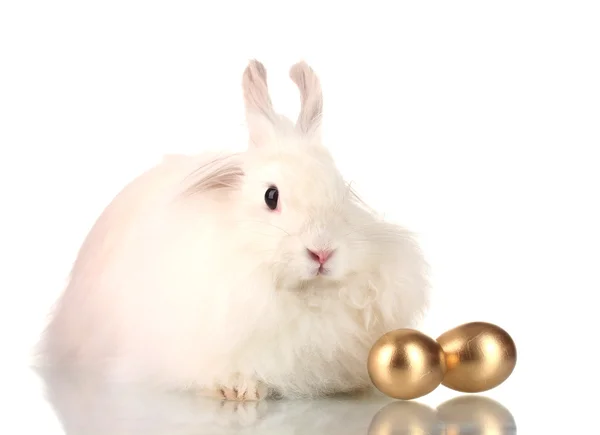 stock image Fluffy white rabbit with golden eggs isolated on white