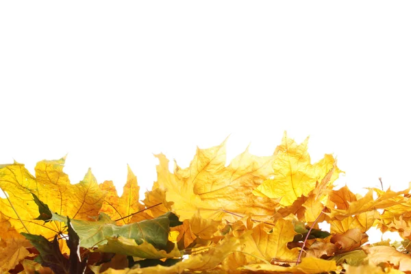 Folhas secas do bordo do outono isoladas no branco — Fotografia de Stock