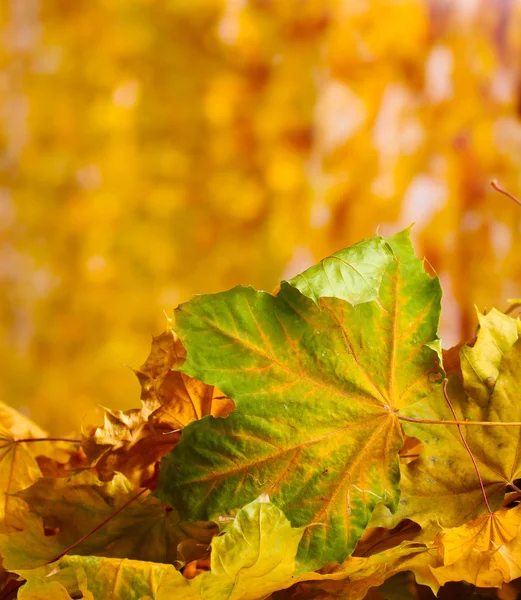 乾燥した秋のカエデの葉を黄色の背景に — ストック写真