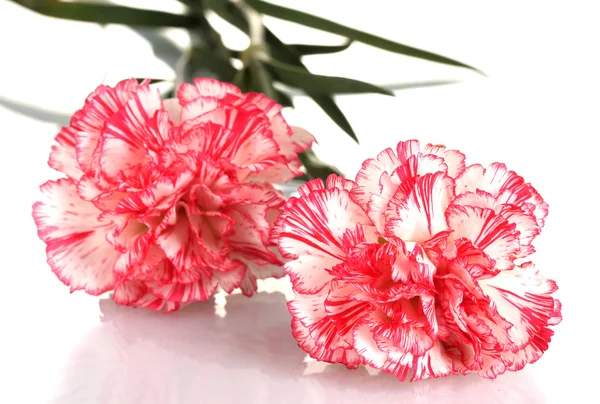 Beautiful carnations isolated on white — Stock Photo, Image