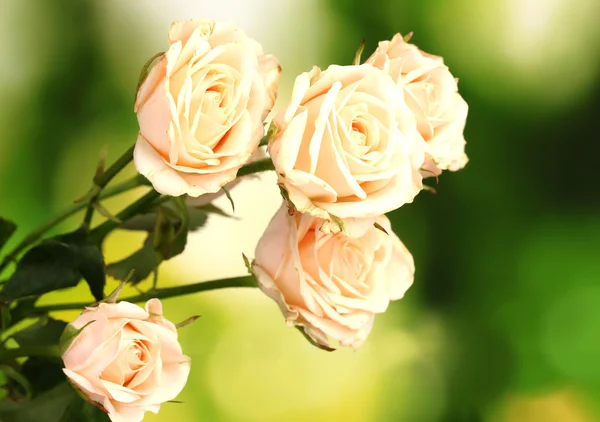 Kleine witte rozen op groen — Stockfoto