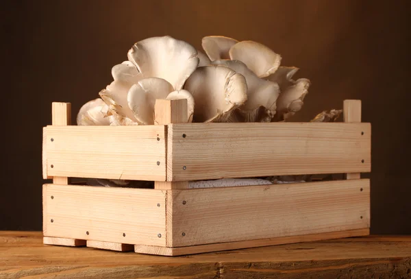 stock image Oyster mushrooms in wooden box on table on brown background
