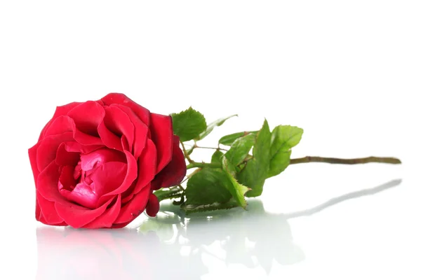 Krásná červená růže izolovaná na bílém — Stock fotografie