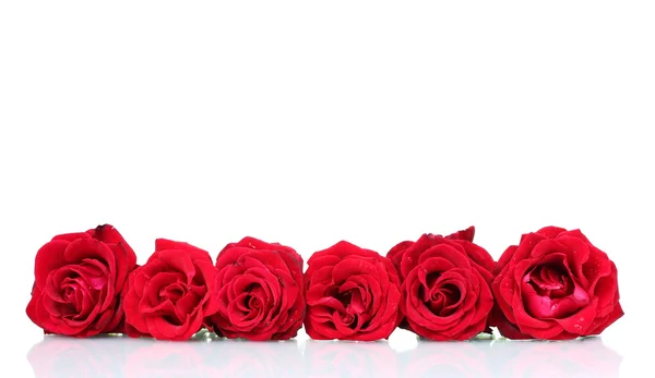 Vackra röda rosor isolerad på vit — Stockfoto