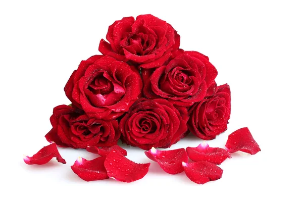 Piękne czerwone róże i płatki na białym tle — Zdjęcie stockowe