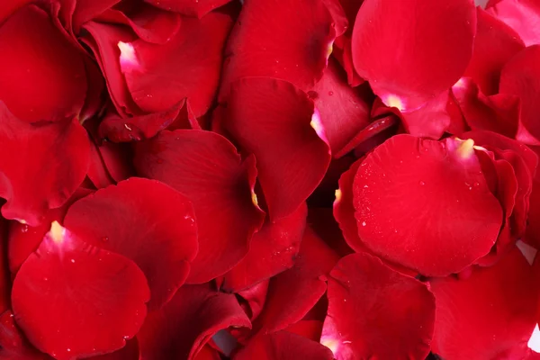 Gyönyörű Rózsaszirmok Vértes vörös rózsa — Stock Fotó