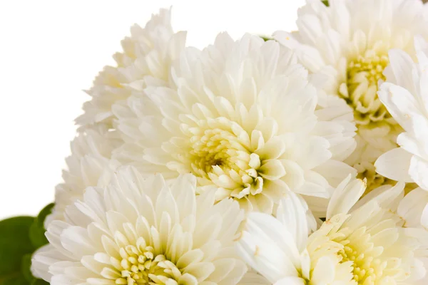 Weiße Chrysanthemen Blüten isoliert auf weiß — Stockfoto