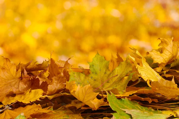 Foglie secche di acero autunnale su fondo giallo — Foto Stock